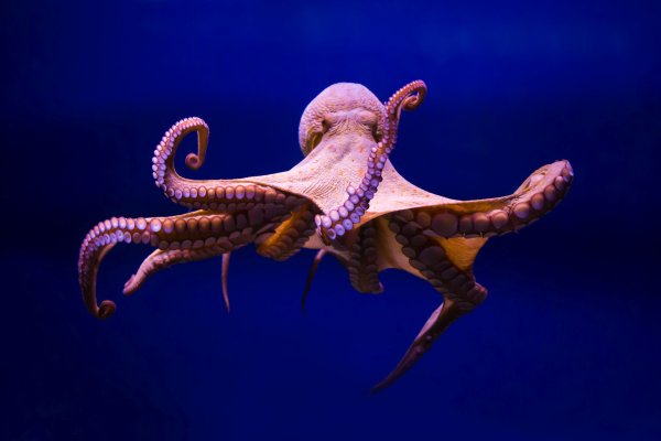 Официальный сайт kraken ссылки зеркала