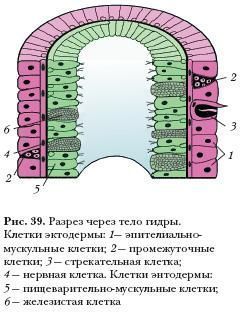 Kraken официальный сайт вход