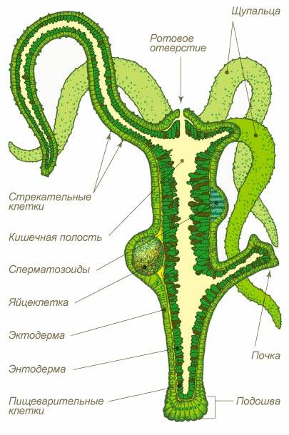 Ссылка в даркнет