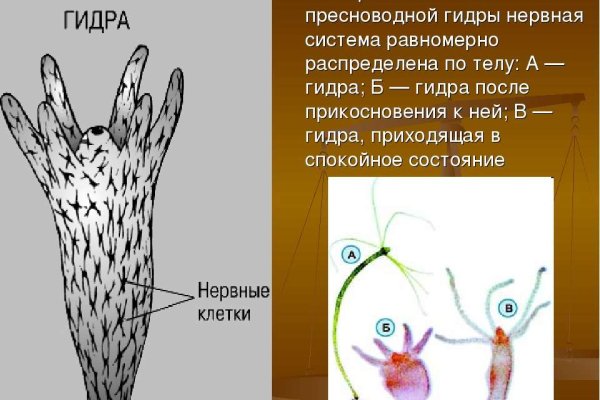 Кракен 16 at