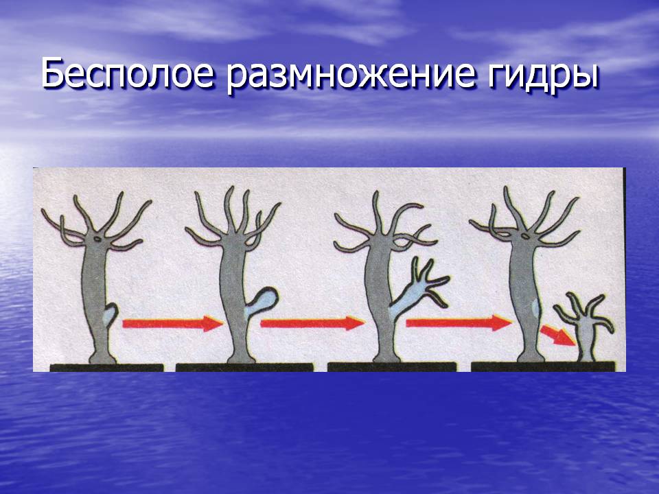 Кракен сообщество